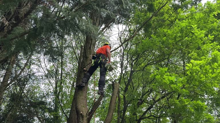 Best Tree Removal Services  in Bondurant, IA